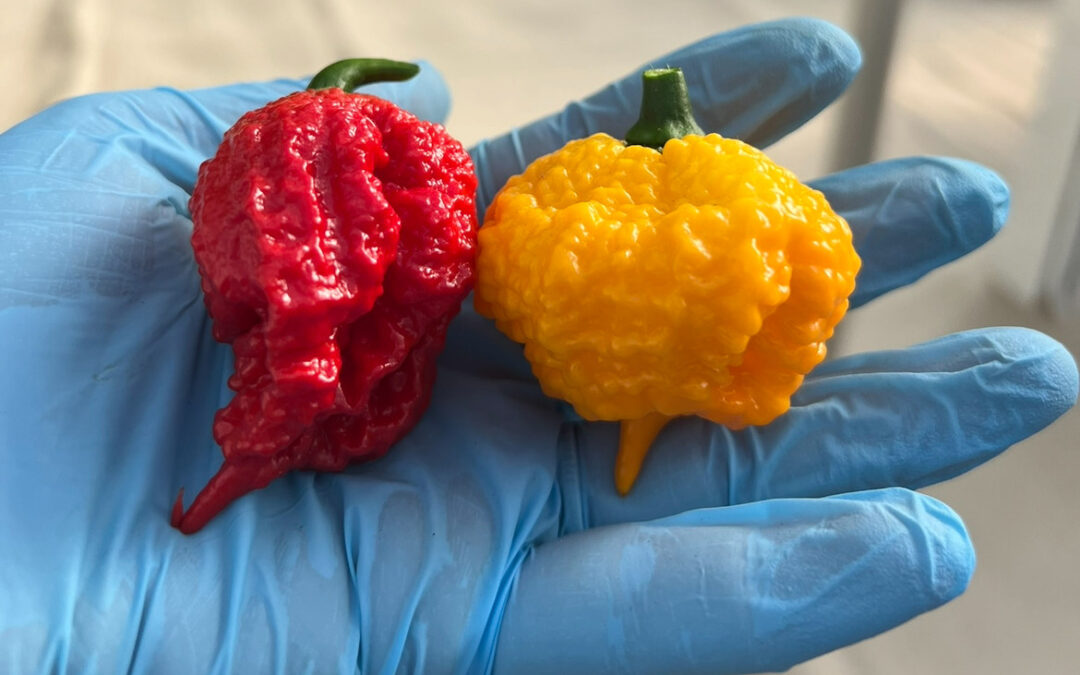 Carolina Reaper: A Legendary Pepper