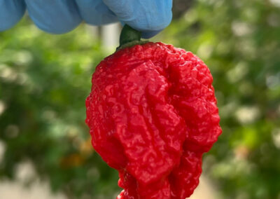 Carolina Reaper Colors