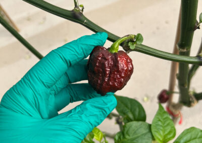Carolina Reaper Colors