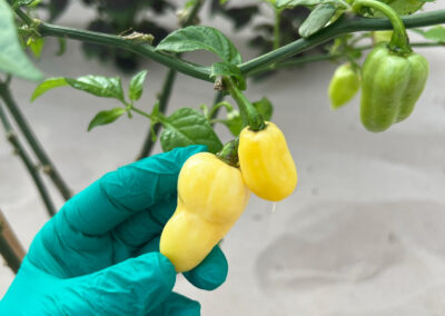 Carolina Reaper Colors